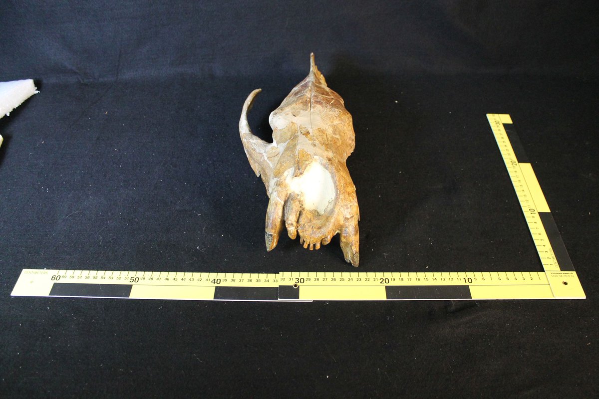 Meanwhile GSC lapidary and palaeontologist Thomas C. Weston was hunting for mammal fossils in Cypress Hills, Saskatchewan. The newly-built Canada Pacific Railway made it easier to ship home big specimens like Hemipsalodon grandis  @MuseumofNature #WickedFossilMammals