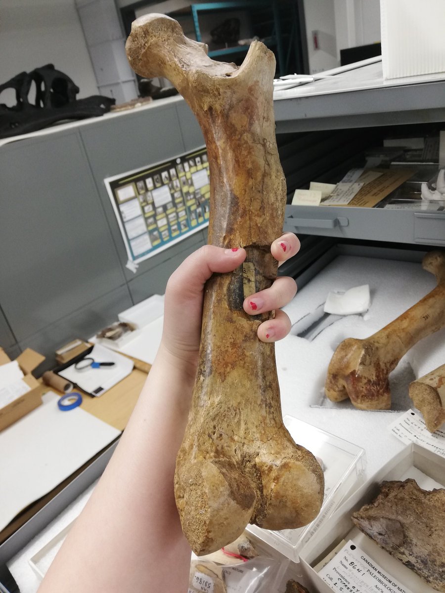 Meanwhile GSC lapidary and palaeontologist Thomas C. Weston was hunting for mammal fossils in Cypress Hills, Saskatchewan. The newly-built Canada Pacific Railway made it easier to ship home big specimens like Hemipsalodon grandis  @MuseumofNature #WickedFossilMammals