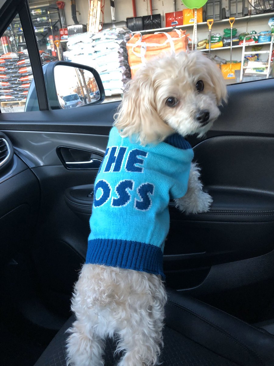kmz397's tweet photo. @kenolin1 #DogsR4Joe https://t.co/e29QKiV1ar