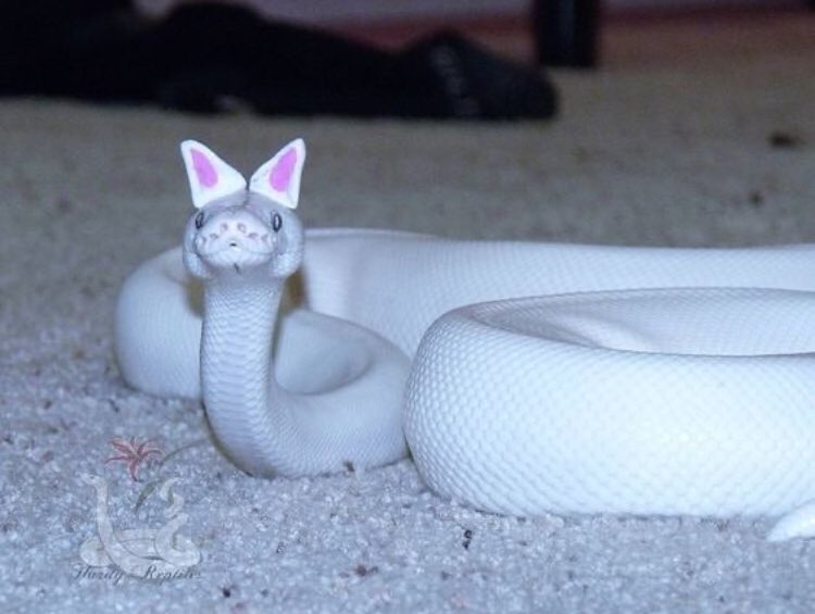 SnakeHour's tweet photo. https://t.co/cOOUhMNXWs
