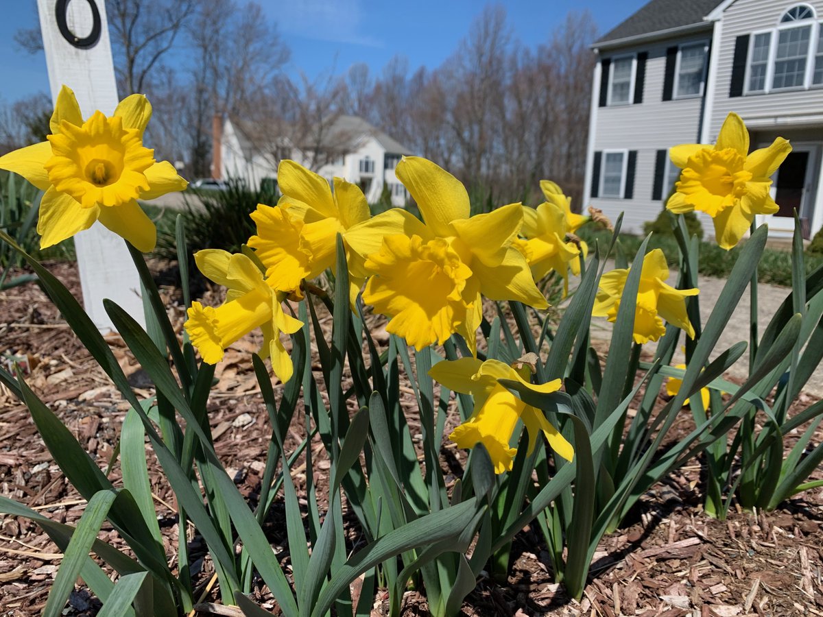 For #EarthDay this week, copy this text into your status and post a picture of #spring #flowers and flowering #trees. Share and win premium wireless headphones made from recycled, sustainable materials!  We’ll draw a winner from the posts by Friday at noon EST! 
<a href="/AVANGRID/">Avangrid</a>