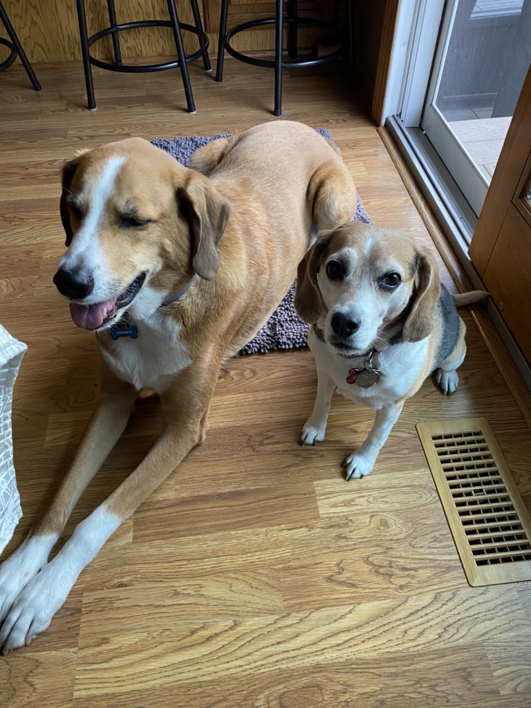 #NationalBeagleDay ❤️