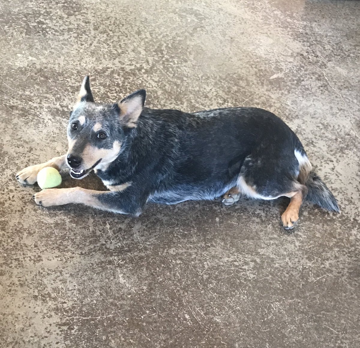 fairy_pet's tweet photo. Yes! I has ball?  #dogsoftwitter https://t.co/RsEka1YquS