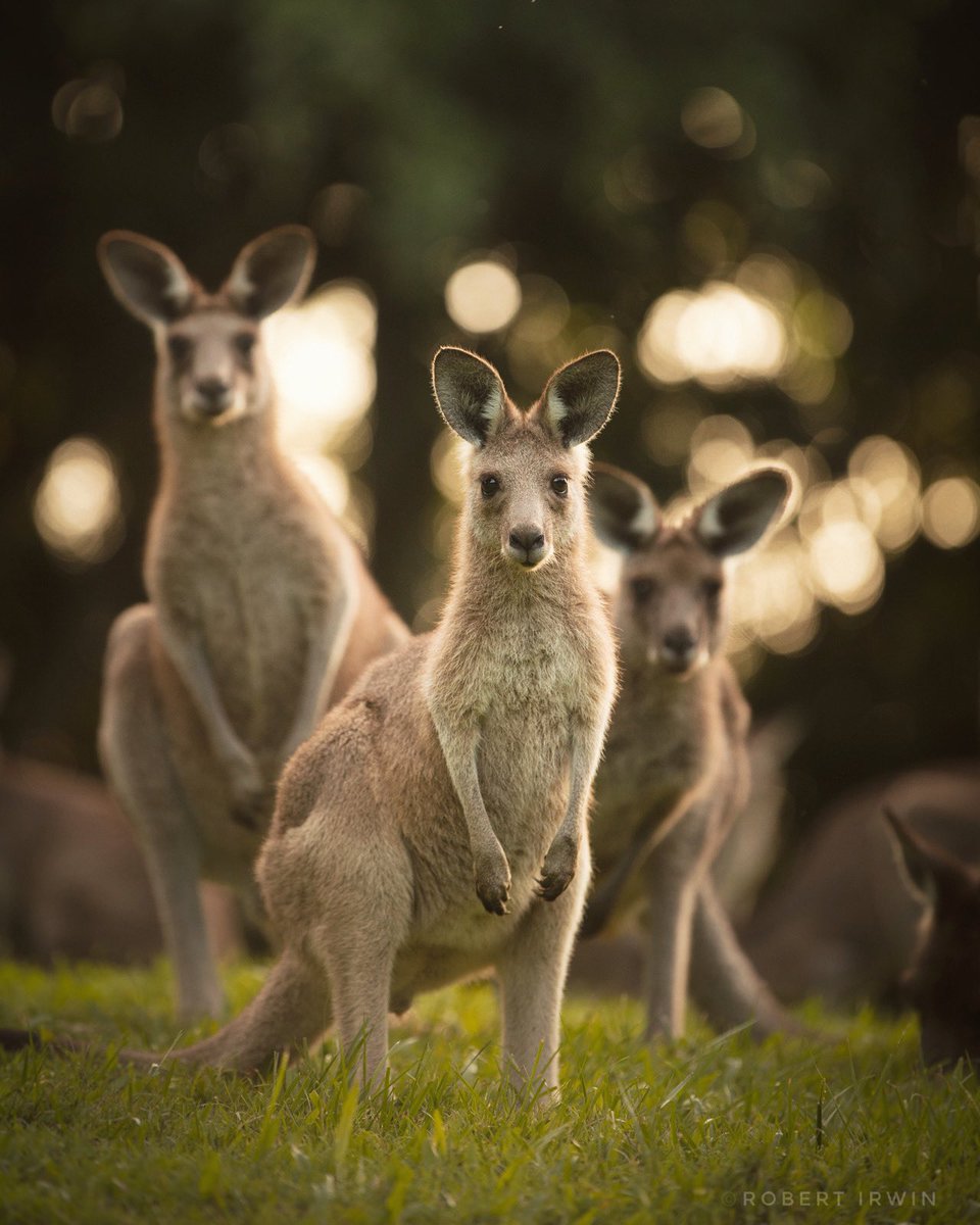 RobertIrwin's tweet photo. Happy #EarthDay! Today we celebrate our planet, the wildlife we share it with &amp; our precious natural environment. There are big issues facing the world &amp; our affect on the environment has never been greater but together we can make the world an even better place for the future.🌏 https://t.co/vep5Qmv9YD