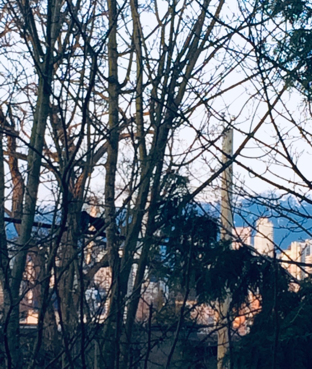 charley_more's tweet photo. 1) “They’re either *fully* focussed on their own reproduction, or they’re actually - omg - giving us some space this year.” #crows #theyknows #birdtheme #sixtweetsinarow
2) What’s not to love about #lovebirds? I LOVE watching crows quietly interact with this apparent tenderness. https://t.co/JRqpCjkfTU