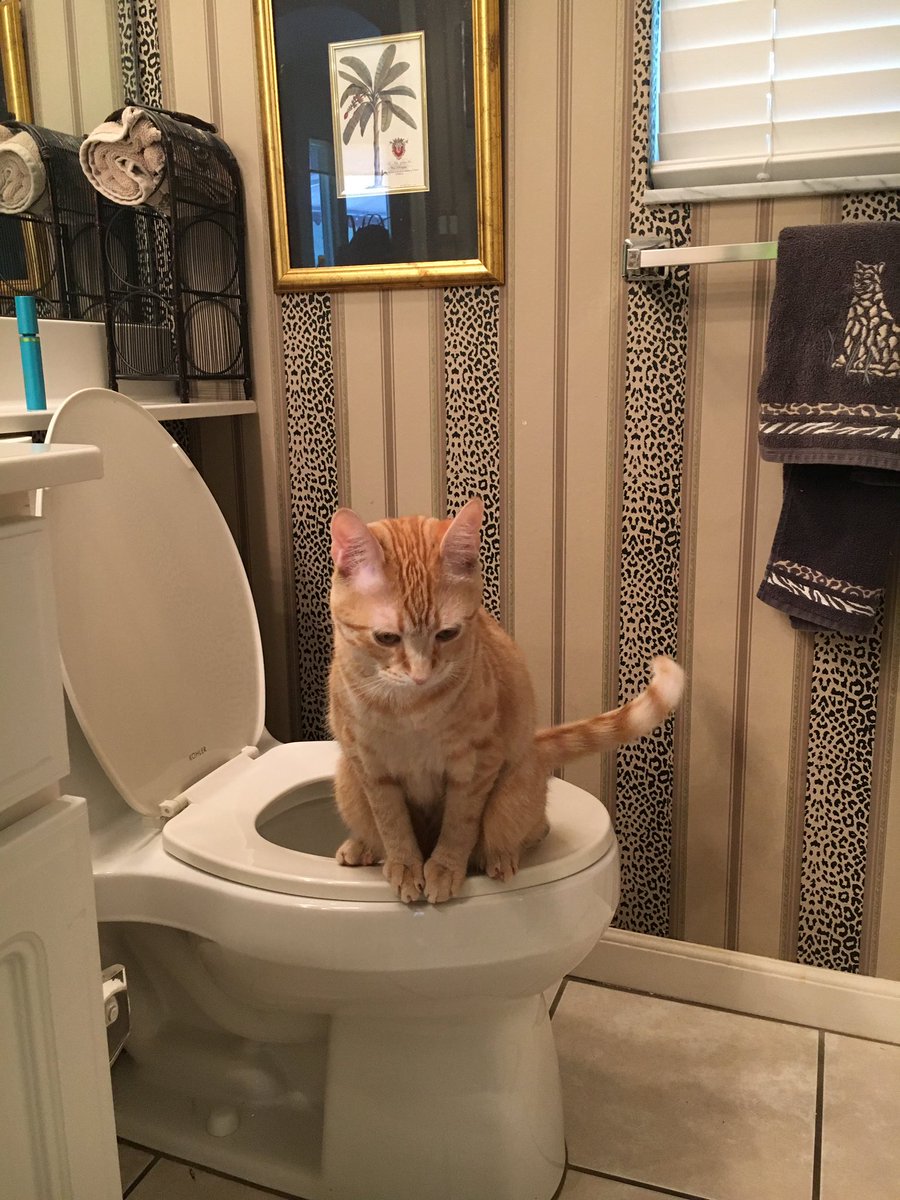 pavergreg's tweet photo. @GrannyCritter This is Leo. He uses the toilet https://t.co/h7oPrbCDLo