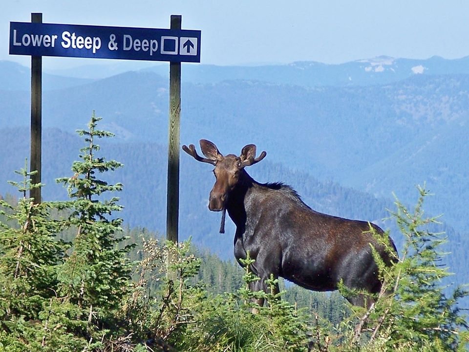 Silver Mountain tweet media