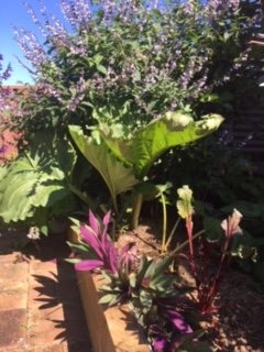 SOWKStoriesPod's tweet photo. Our very own Lis Murphy is working hard on the front line's tackling #COVID19 For Lis her PPE is more than just scrubs and masks, it is regular supervision, working with a great team, being around people she loves, being in her garden, and playing drums. How are you staying safe? https://t.co/hr0xR3qzZR