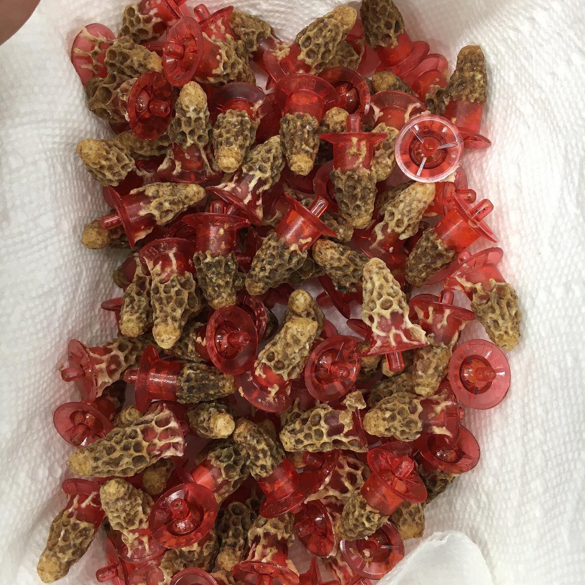 ANBeesQueens's tweet photo. First queen cells 2020!โ โ
Woo hoo !!!โ โ
.โ โ
.โ โ
.โ โ
.โ โ
.โ โ
#Bee #bees #beekeepers #beekeepersofinstagram #beekeeperlife #beekeeperproblems #ca #california #lovewhatyoudo #queencells2020 #QueenCells #ANBees https://t.co/dkHCEFwX7W