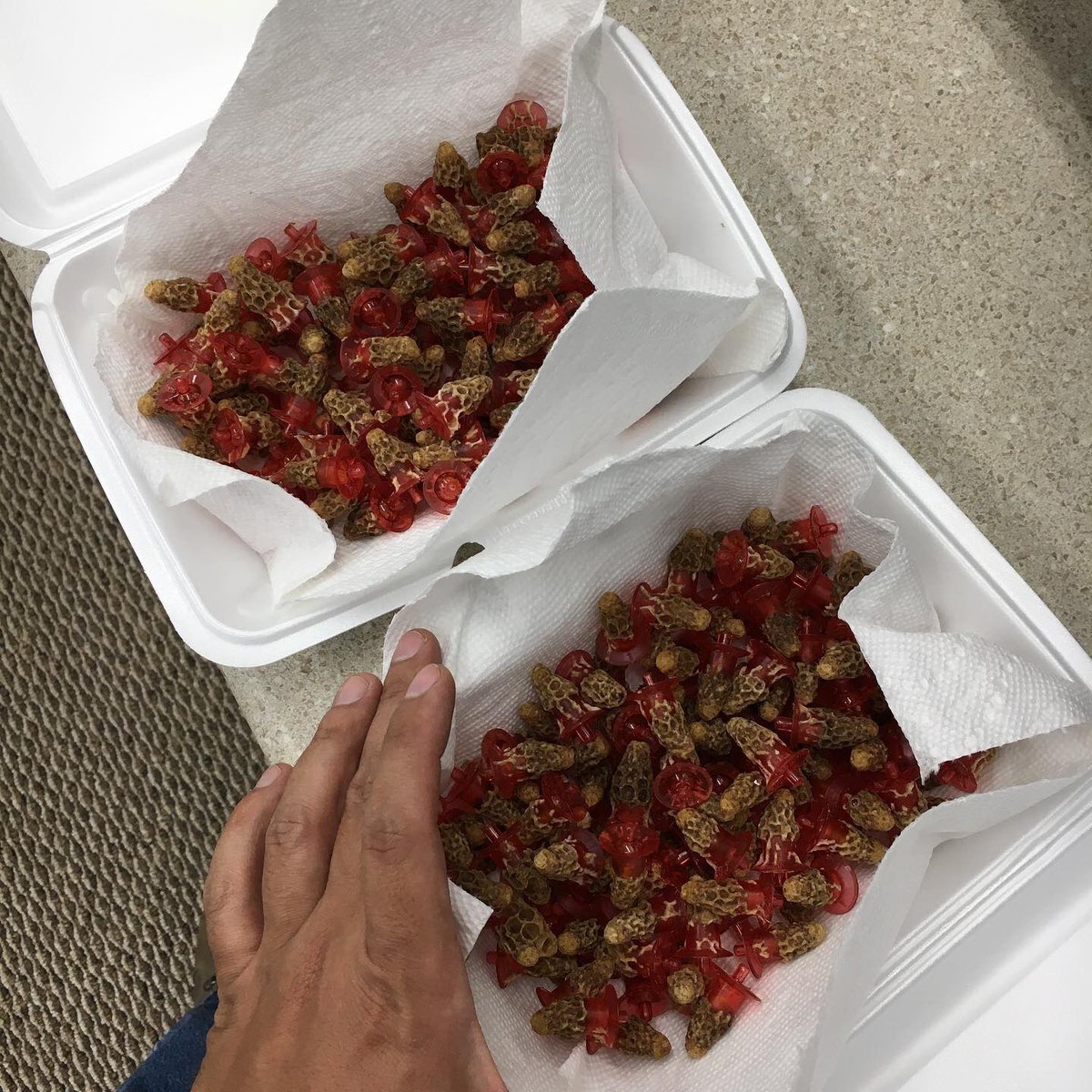ANBeesQueens's tweet photo. First queen cells 2020!โ โ
Woo hoo !!!โ โ
.โ โ
.โ โ
.โ โ
.โ โ
.โ โ
#Bee #bees #beekeepers #beekeepersofinstagram #beekeeperlife #beekeeperproblems #ca #california #lovewhatyoudo #queencells2020 #QueenCells #ANBees https://t.co/dkHCEFwX7W