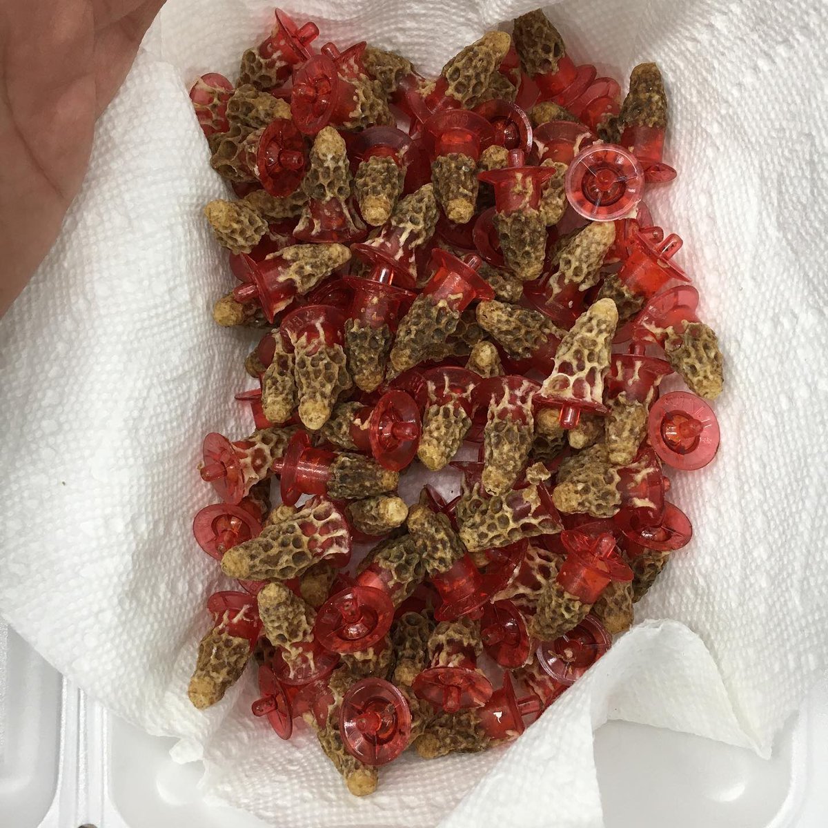 ANBeesQueens's tweet photo. First queen cells 2020!โ โ
Woo hoo !!!โ โ
.โ โ
.โ โ
.โ โ
.โ โ
.โ โ
#Bee #bees #beekeepers #beekeepersofinstagram #beekeeperlife #beekeeperproblems #ca #california #lovewhatyoudo #queencells2020 #QueenCells #ANBees https://t.co/dkHCEFwX7W