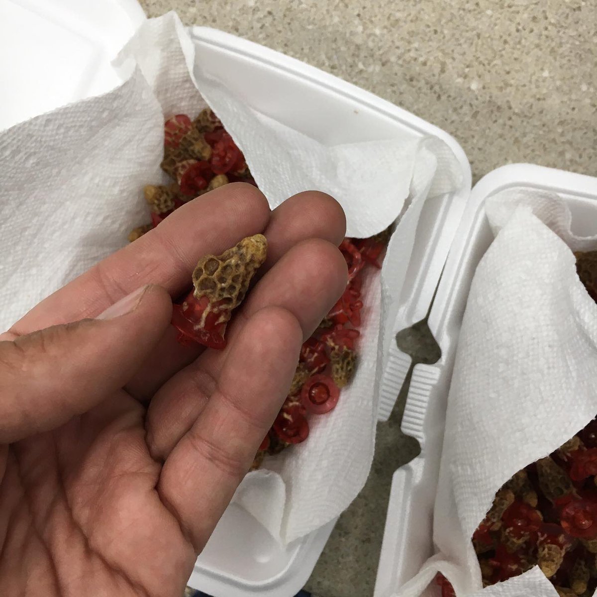 ANBeesQueens's tweet photo. First queen cells 2020!โ โ
Woo hoo !!!โ โ
.โ โ
.โ โ
.โ โ
.โ โ
.โ โ
#Bee #bees #beekeepers #beekeepersofinstagram #beekeeperlife #beekeeperproblems #ca #california #lovewhatyoudo #queencells2020 #QueenCells #ANBees https://t.co/dkHCEFwX7W