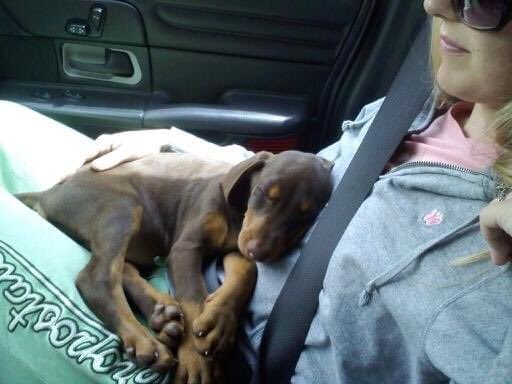 AnahnSheMoo's tweet photo. 11 years ago today we brought home our Chloe. She was so little, then she got so big, now she’s back to being so little next to her brother who is the size of an adult human. She’s loving &amp; sassy &amp; is quite grey these days, her hips aren’t what they used to be. That’s my girl.❤️ https://t.co/hlV5xLAiGh