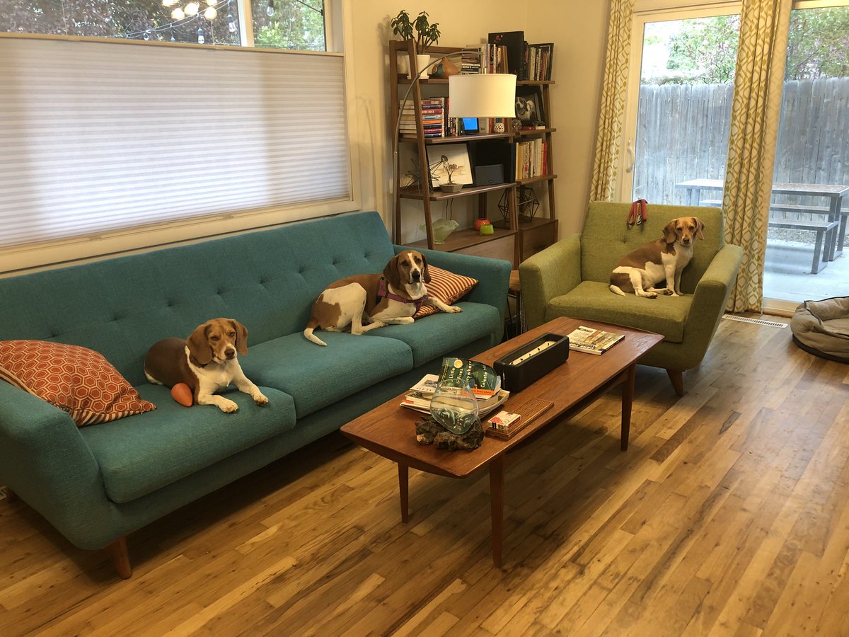 BrewBeagles's tweet photo. A little #SocialDistanacing - hound squad style! #beagles https://t.co/ncDD6GuO9j