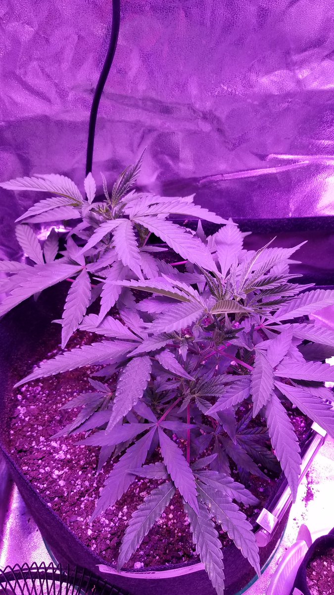 LemonEyeDrops13's tweet photo. My ladies are looking good as always. Day 8 of veg 😍😘💚👍🏼
#BlueCookies #GelatOG #CannabisCommunity #CannabisCulture #Oklahoma https://t.co/bodZXca9c8