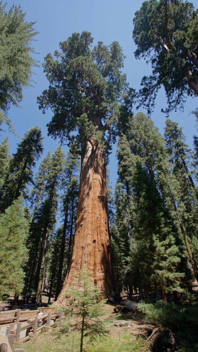 JasonWHansen's tweet photo. @NatlParkService #GeneralSherman Sequoia National Park.  #Aug2013 #GiantTrees #EarthDay #EarthDay2020 https://t.co/wanhjCCFy9