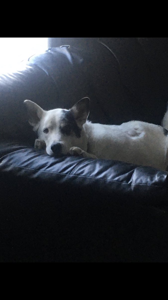 ShaqCoady's tweet image. He looks like like an innocent pup today ;)