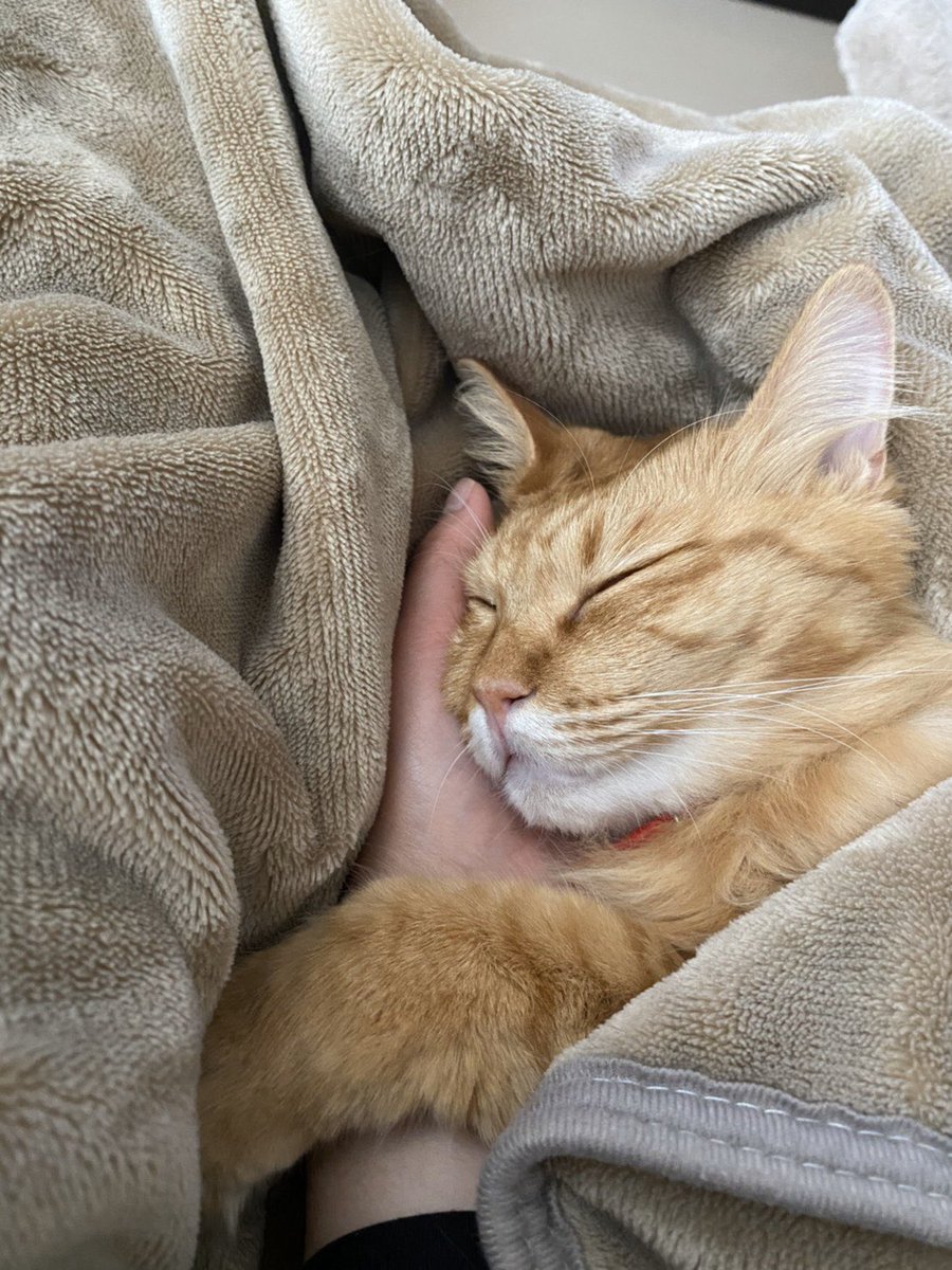 子猫さんをくるんだらすやすやと眠った かわいい寝姿を見た人の気持ちも落ち着く くるまれて寝るのは人間も猫ちゃんも一緒 Togetter 子猫さんをくるんだらすやすやと眠った かわいい寝姿を見た人の気持ちも落ち着く くるまれて寝るのは人間も猫ちゃんも一緒 Togetter