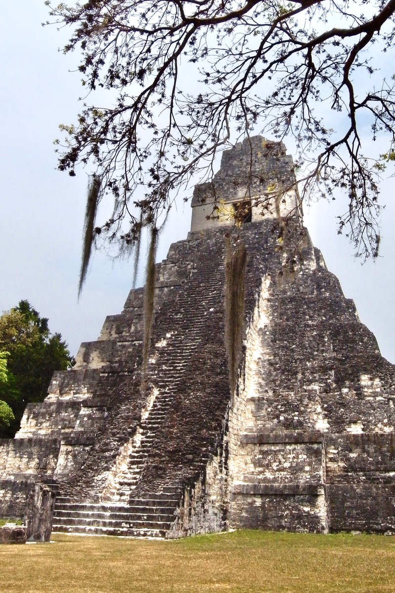 Necomoss Iida この写真はグアテマラのティカル国立公園のマヤ文明の遺跡で撮影した自生のウスネオイデス 朝晩の湿度が上がり昼はカラッと ひじょーーに風通しよく日当たりの良い環境
