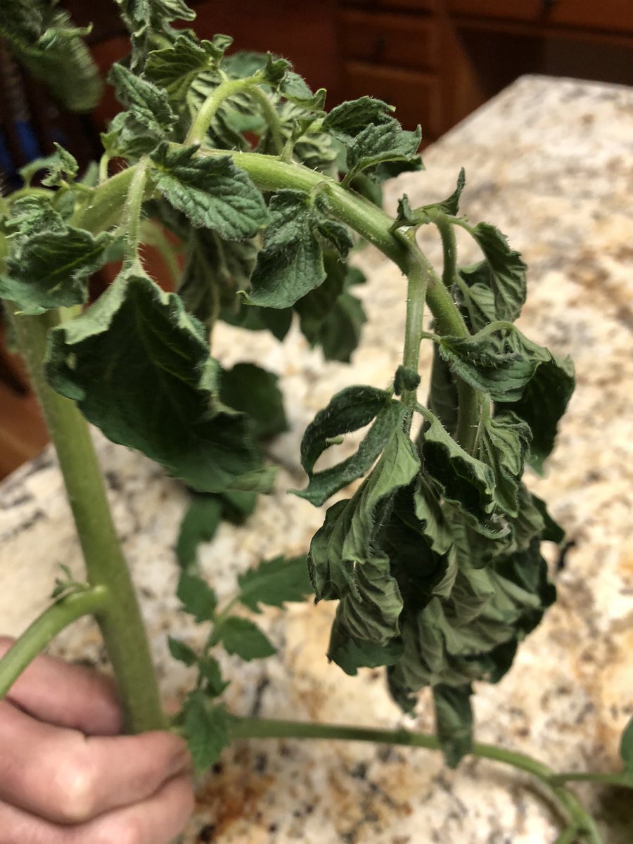 stacie aronstein tweet media