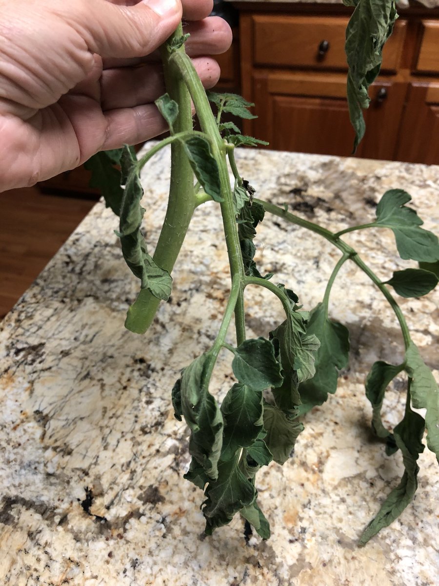 stacie aronstein tweet media