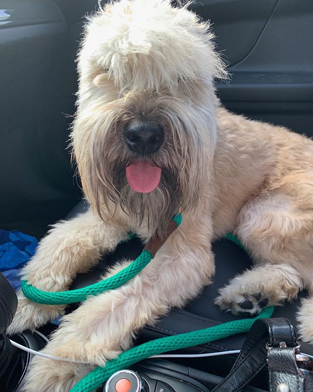 wheatienamedted's tweet photo. a_wheatie_named_teddy

https://t.co/wV5MTPu9RB https://t.co/DVltcbFW1E