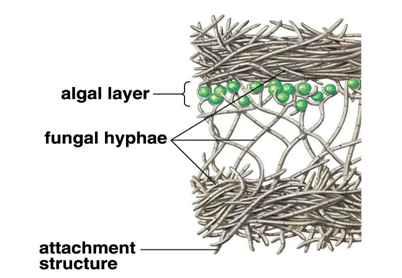 (Or possibly the algae is getting no benefit out of it and the fungi are just keeping pet algae for food ... but it's probably not a totally one-sided relationship since it happens in so many different types of lichens.)