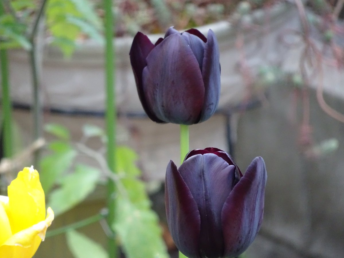 多田しょういち おはようございます ありがとうございます もう少し赤味の強い花は見た事がありますが こんなに黒に近い花は初めてです 黒いチューリップ と言ってもいいですよね 今日もよろしくお願い致します