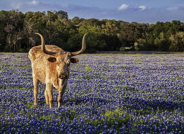 SorryImTexan's tweet photo. Texas today. Texas tomorrow. Texas forever. https://t.co/4uWrOg53dq