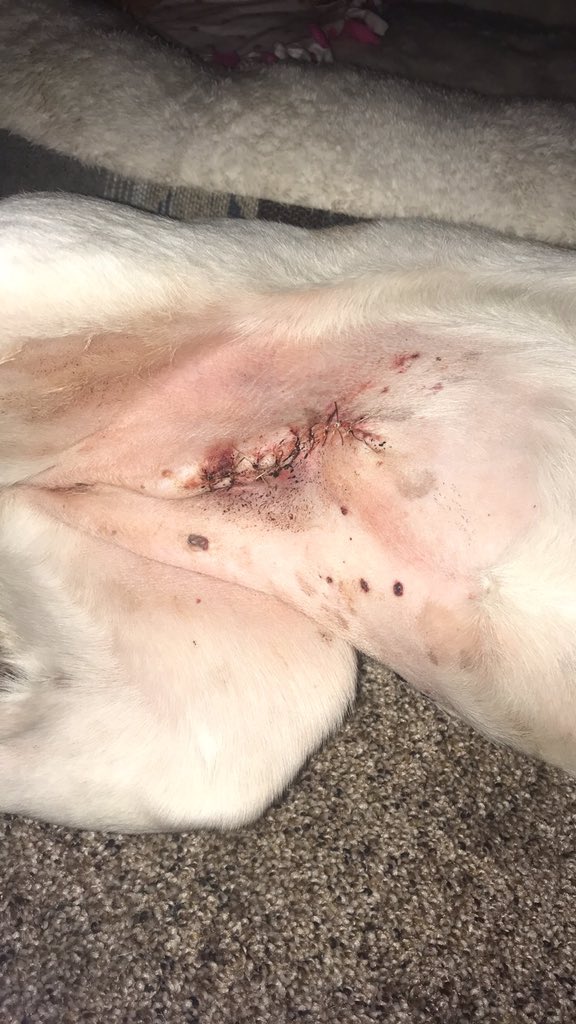 MegMarieLol's tweet photo. @mboyer_xo @pulte Please help me with my dog’s vet bill for her cancerous tumor removal! $MegLOL #BailHumansOutNow #BailPetsOut https://t.co/Ks2XztvTtD