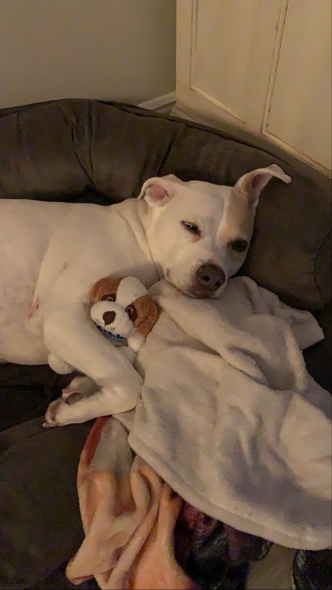 Msbryzgalski's tweet photo. Pet Wednesday! @BCEBobcat #cutestpups #tallyandhurley https://t.co/H6cV69gPs2