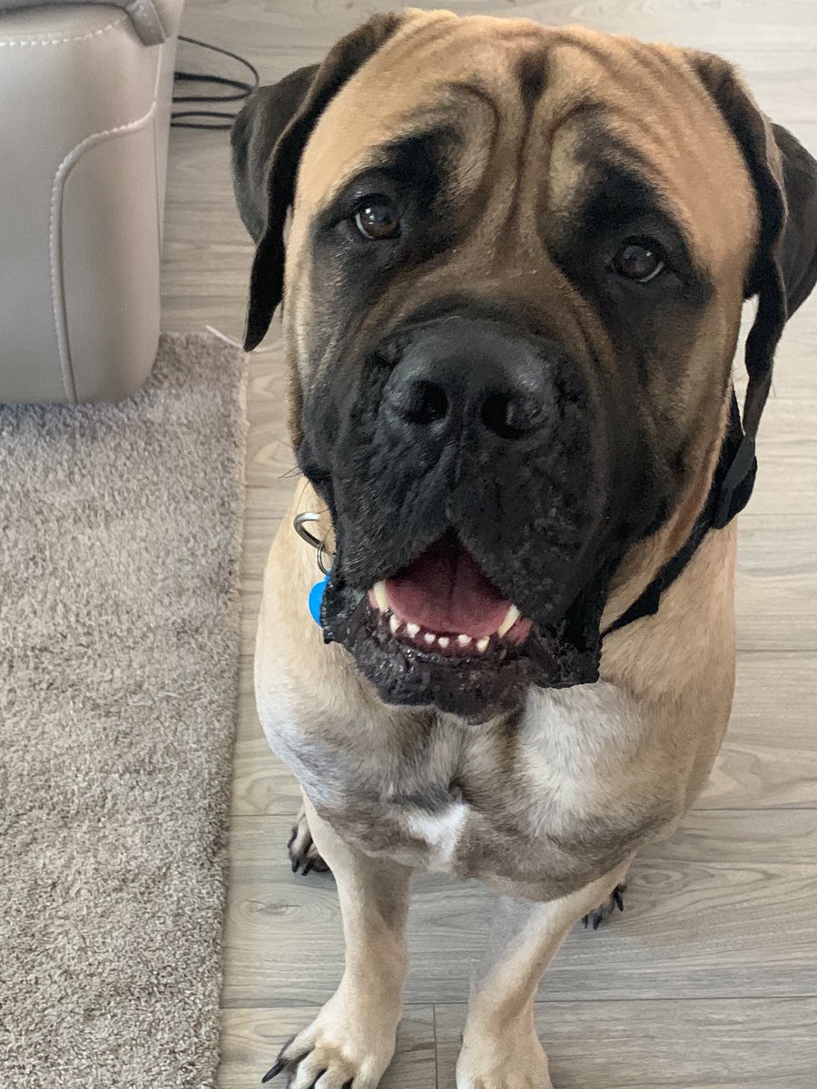 Msbryzgalski's tweet photo. Pet Wednesday! @BCEBobcat #cutestpups #tallyandhurley https://t.co/H6cV69gPs2