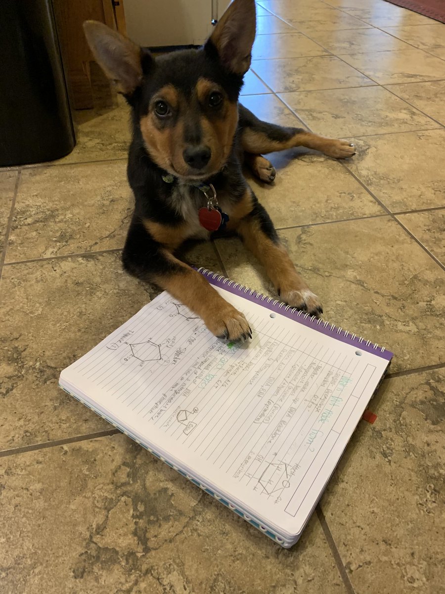Brianna92402944's tweet photo. My puppy Maizy is learning all about nucleotides β¦@UNKBiol106β© β¦@UNKBiol106ACβ© #106Week14ACS20 https://t.co/wVlufRoS8O