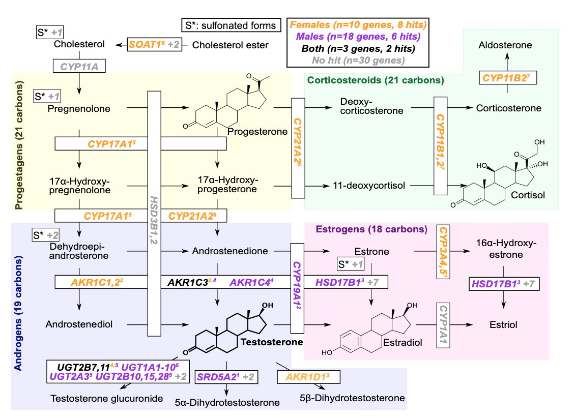 Unlike for urate, there is huge enrichment of testosterone hits within the relevant biosynthetic pathway. Notably male and female hits tend to fall in different parts of the pathway, probably because the major products of the steroid pathway differ.