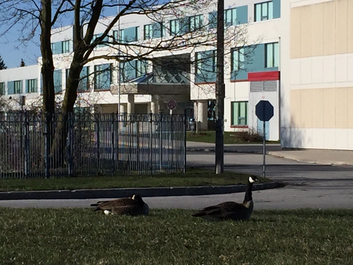 Thank you to the over 400 MMHS students and staff who came together virtually to describe which GTA bird they identify with and why.  The Canada goose was the most mentioned bird -- maybe because there are so many around Milliken Mills High School.  #buildtheflockYRDSB