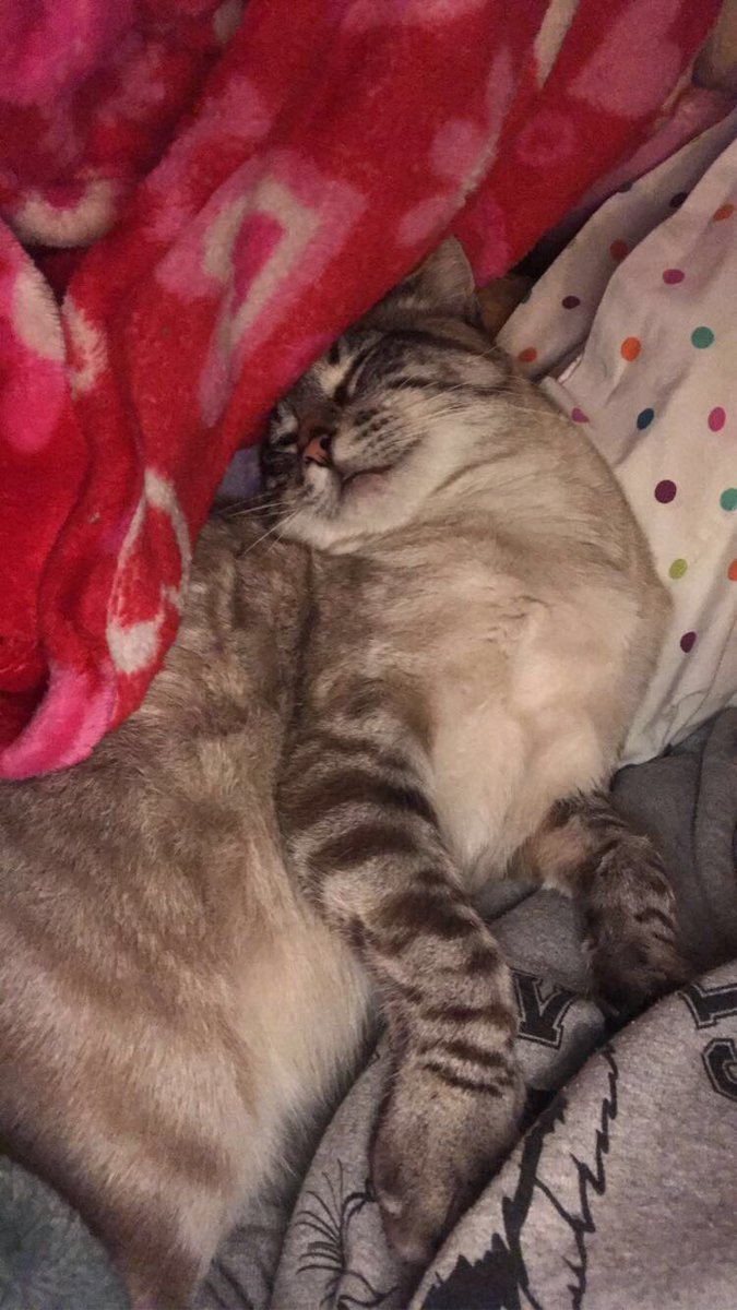 GetJiggity's tweet photo. @Lil_Lexi This is morty, he passed away yesterday but a sleepy kitty he always was lol 🥺❤️ https://t.co/owXBkekXfM