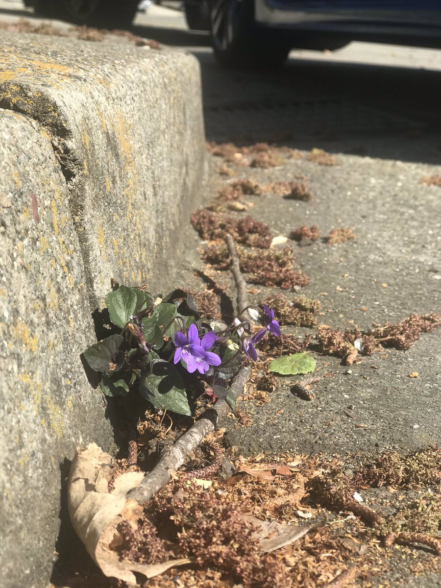 Bloom where u are planted.  happy Earth Day .