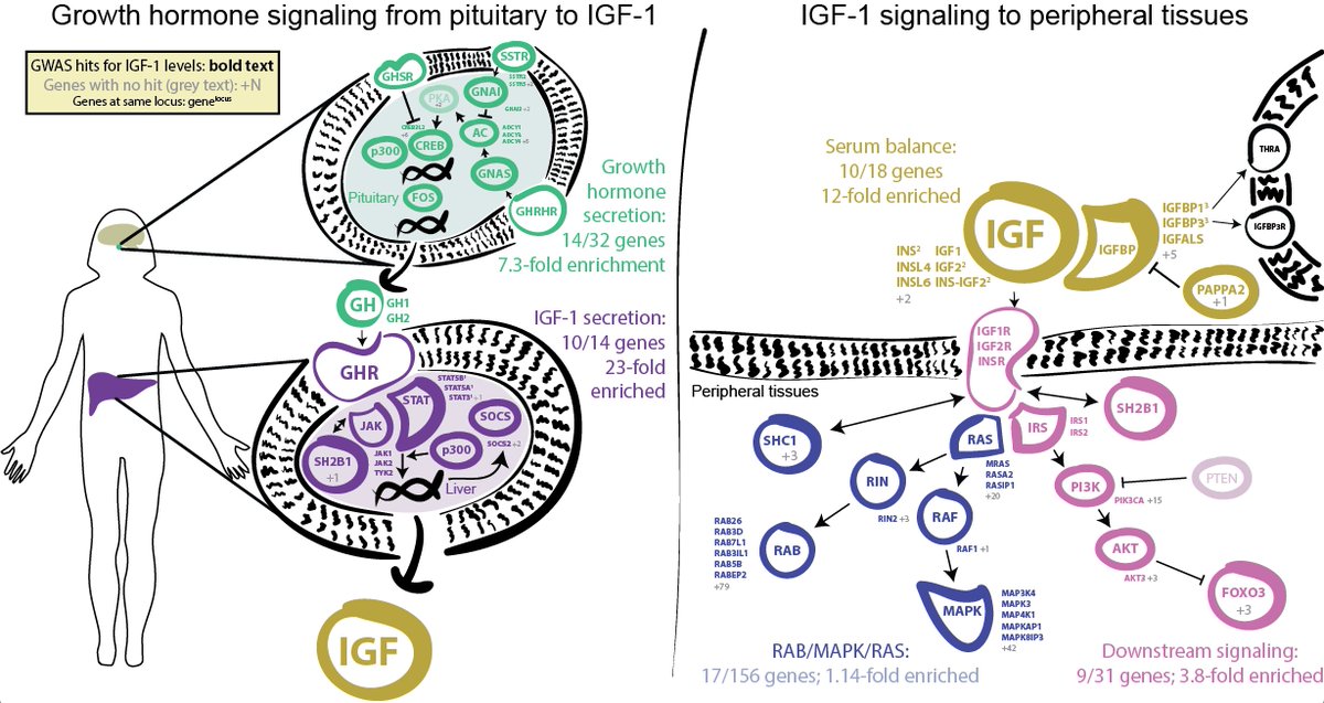 The upstream signaling pathway from pituitary to liver to IGF-1 balance in serum all show huge signal enrichments. Weaker enrichment downstream; presumably implicate feedback loops.