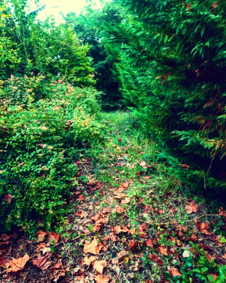 Nina_Paranormal's tweet photo. Une sorte de passage qu'on doit traverser avant d'arriver à l'hôtel abandonné.

#AbandonedPlaces 
#Urbex

Je précise que ces photos datent d'octobre 2019 https://t.co/ISneVp5xbs