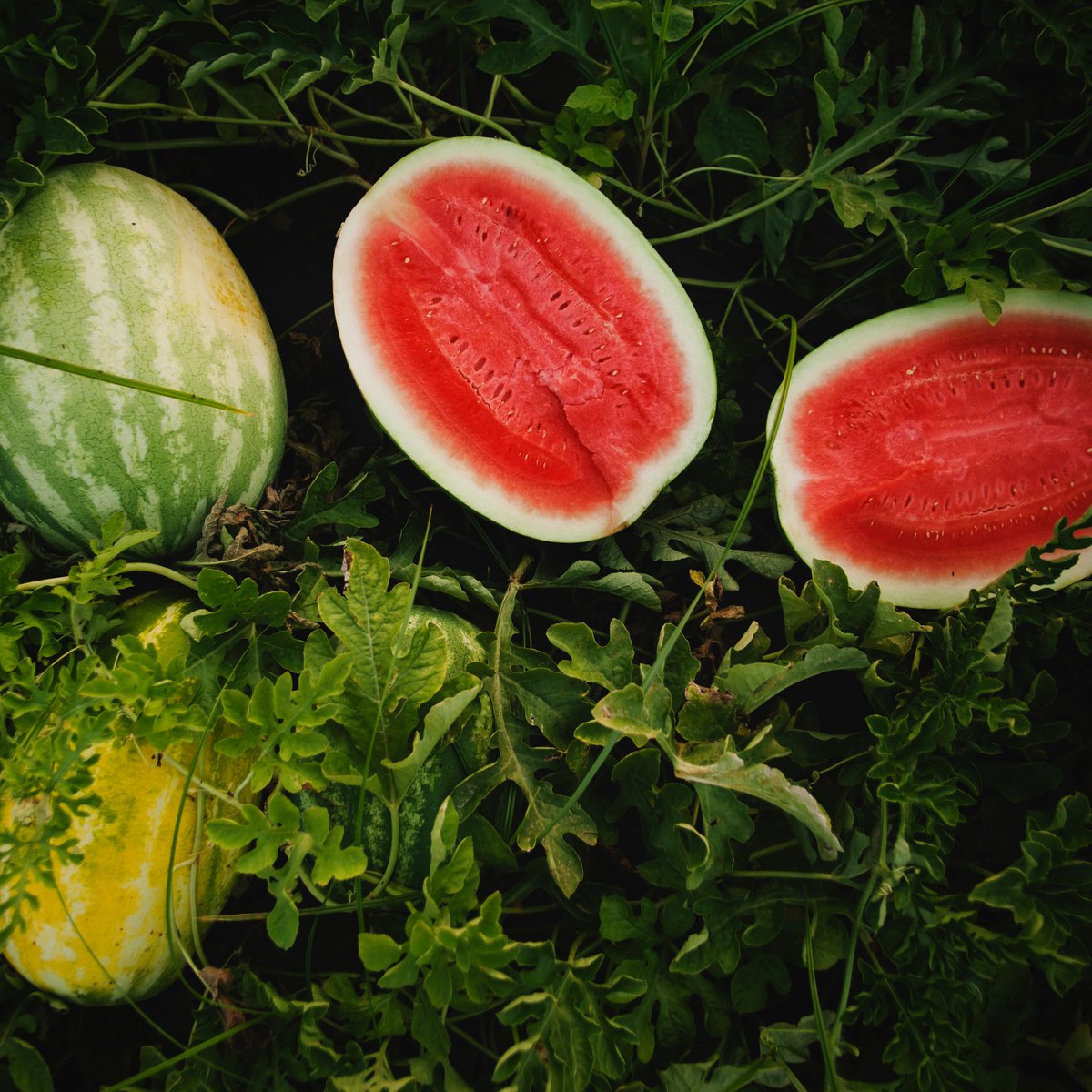WatermelonBoard's tweet photo. Two cups of watermelon includes 25% of your daily value of vitamin C. And with so many ways to enjoy it, nourishing your body just got a whole lot easier. ☀️ https://t.co/wjsEZdrEz3 https://t.co/Ug9tAHIof2
