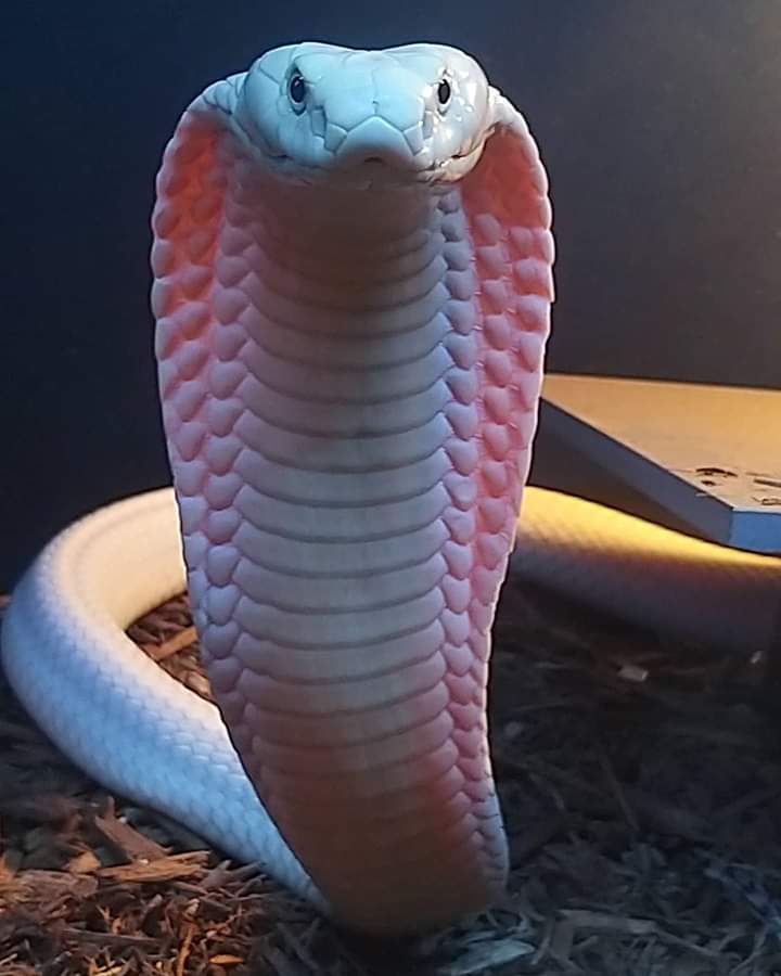 nyambekkk's tweet photo. She's a killer Queen
#newenglandreptile
#evilmorphgod https://t.co/kXgLtqLhlB