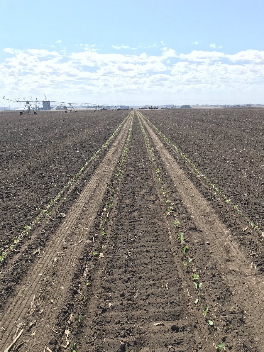 PahlsMarket's tweet photo. The crew is transplanting cabbage today. These transplants were started from seed earlier this year in a greenhouse. #Pahls #pahlfarms #pahlsplanted https://t.co/0mx0hZhGf2
