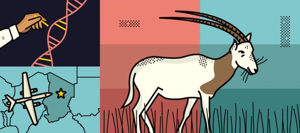 Also in Season 2, Don’t Call Me Extinct, we dig into how the Scimitar-Horned Oryx species of antelope got another chance at life after being erased from the wild for three decades.  https://www.si.edu/sidedoor/ep-25-dont-call-me-extinct