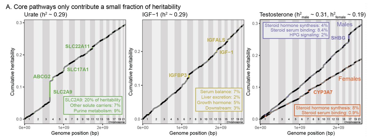 So we wanted to know how much of the SNP heritability comes from the core pathways, vs the polygenic background. Indeed for all 3 traits, the core genes make modest contributions (analysis by HESS)