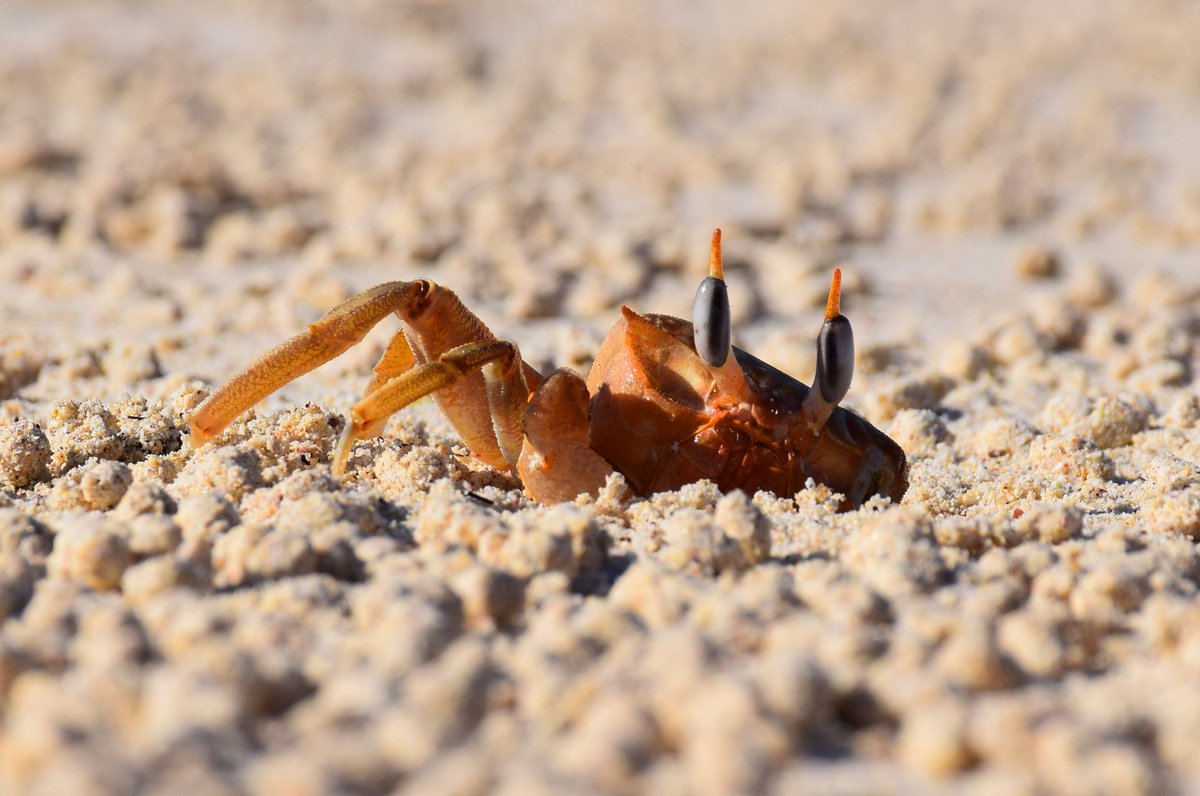 Joe Grabowski tweet media