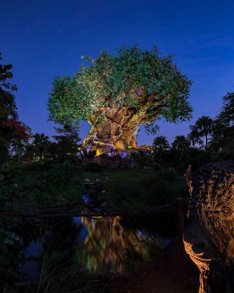 imaginography71's tweet photo. Happy Birthday, DAK
.
Shot with @corydisbrowphoto @somewareatdisney @disneyparktography
.
#animalkingdom #dak #wdw #waltdisneyworld #disneysanimalkingdom #disneyworld  #disneyphotography #disneyphoto #disneyparks #bestdayever #sonyalpha #bealpha #sonyima… https://t.co/0DwiacIAnN https://t.co/nXN4iyjEqy