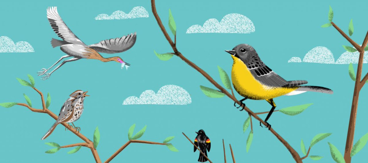 Our most recent episode, Birds, Birds, Birds! discusses how we've lost 3 billion migratory birds from our skies and what we can do to help  #BringBirdsBack. https://www.si.edu/sidedoor/ep-4-birds-birds-birds