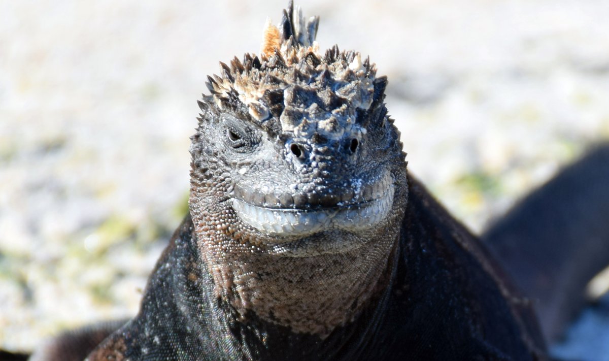 Joe Grabowski tweet media