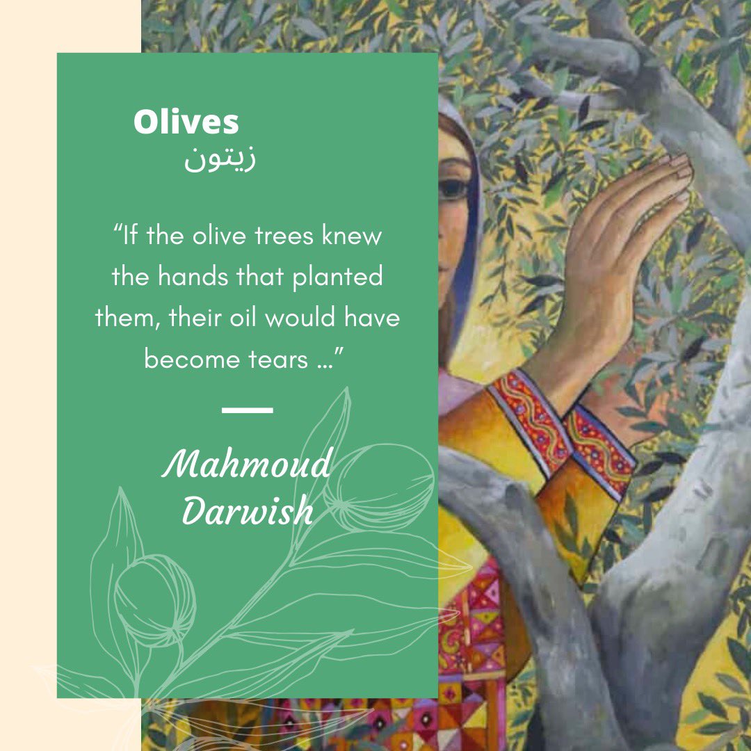 4. The olive tree is essential to Palestine’s economy, lineage, and heritage. Olive trees represent “unwavering endurance when placed in the context of military occupation.” - Pedro Rios,  http://afsc.org 