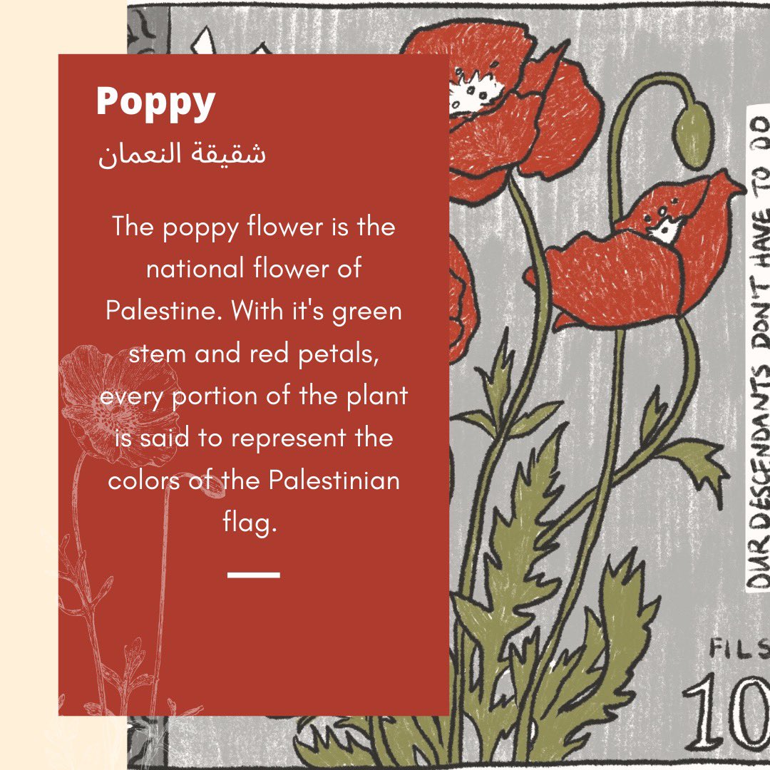 1. The Palestinian Poppy is the native to the homeland and is the most abundant flower of the region.